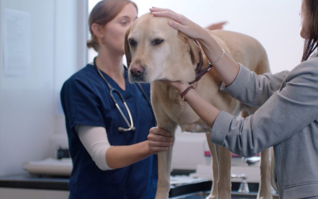 EQUINOX PRODUCES “INDUSTRY FIRST” TVC FOR VETPLUS